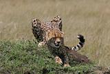 Cheetah stretching 