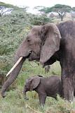 Elephant with cub