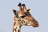 Giraffe close-up head