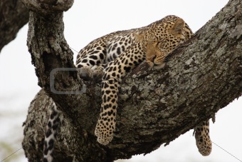 Leopard in the tree