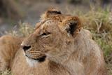 Female lion with prey