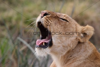 Yawning lion 