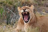 Yawning lion 