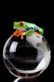 Green frog on globe