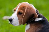 Close portrait of beagle