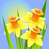 Bouquet of daffodils on a blue backgroun