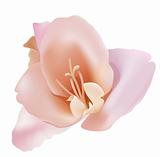 a pink magnolia flower