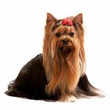 Portrait of a charming yorkshire terrier