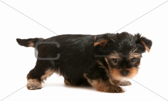 Little yorkshire terrier puppy