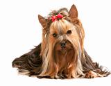 Charming yorkie on the white
