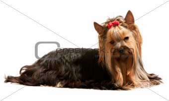 Resting yorkshire terrier