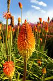 Colorful flowers in Kirstenbosch National Botanical Garden