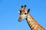 Giraffe against a blue sky