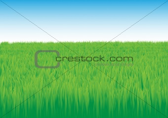 Grass_field