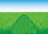 Oblique_grass_field