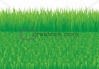 Overgrown_and_oblique_grass