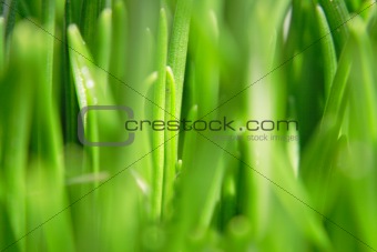 abstract green grass 