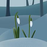 Snowdrops on the snow