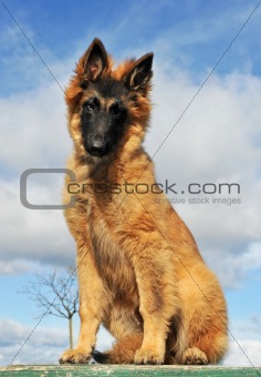 puppy belgian shepherd