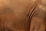 Elephant skin