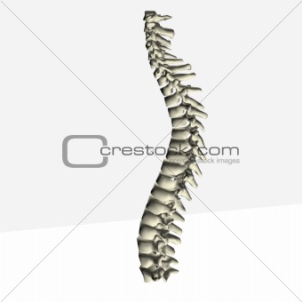 spine
