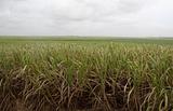 Cloudy Sugar Cane Field
