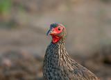 Early morning Swainson's Francolin close-up portrait