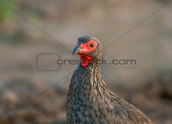 Early morning Swainson's Francolin close-up portrait