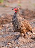 Swainson's Francolin walking in the early mornining looking for food
