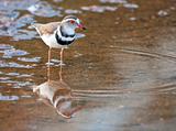 Three banded plover