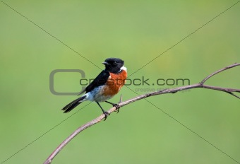 Stone Chat sitting on a branch with a lovely green background