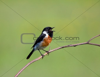 Stone Chat sitting and singing on a branch with a lovely green background
