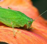 Macro of a green grasshopper 