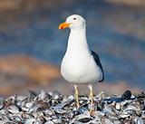 Cape Gull standing on mussel shells in the sun