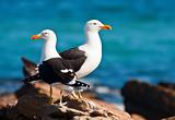A pair of Cape gulls standing on the rocks