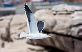 Cape Gull flying past rocks