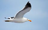 Cape gull flying against the blue sky