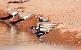 Thirsty Grey-backed Sparrow-larks drinking water in the Kalahari desert