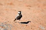 Grey-backed Sparrow-lark walking on the sand in the Kalahari desert