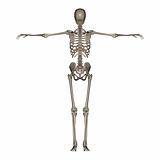Female Skeleton