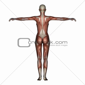 Female muscles