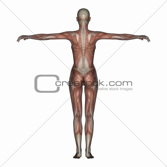 Female skeleton with transparent muscles. 