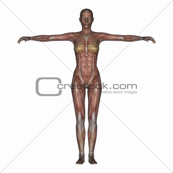 Female skeleton with transparent muscles. 