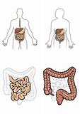 Human digestive system in vector