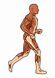 Running human anatomy vector