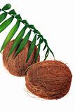Coconut and fresh plant