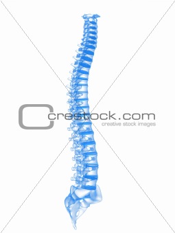 3d spine