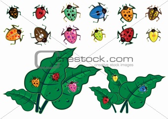 Colorful insect in vector