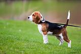 Beagle on green grass