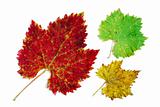 Green, yellow and red grape leaves